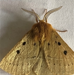 Anthela ocellata at Bonny Hills, NSW - suppressed