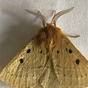 Anthela ocellata at Bonny Hills, NSW - suppressed