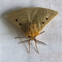 Anthela ocellata at Bonny Hills, NSW - suppressed