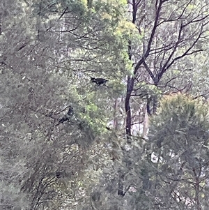 Zanda funerea (Yellow-tailed Black-Cockatoo) at Laguna, NSW - Today by perronstreefrog