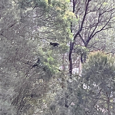 Zanda funerea (Yellow-tailed Black-Cockatoo) at Laguna, NSW - Yesterday by perronstreefrog
