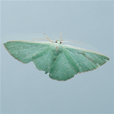 Prasinocyma semicrocea (Common Gum Emerald moth) by DPRees125