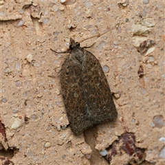 Tortricinae (subfamily) (A tortrix moth) at Harrison, ACT - 10 May 2025 by DPRees125