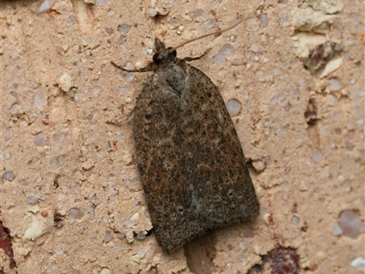 Tortricinae (subfamily) (A tortrix moth) by DPRees125