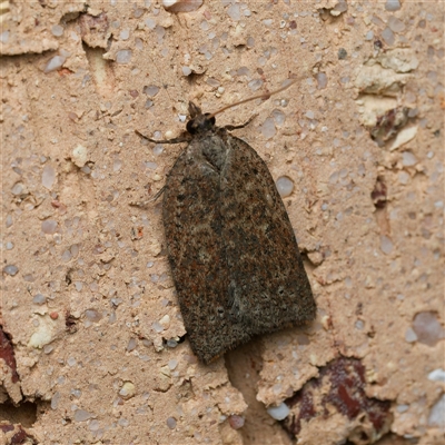 Tortricinae (subfamily) (A tortrix moth) at Harrison, ACT - 10 May 2025 by DPRees125
