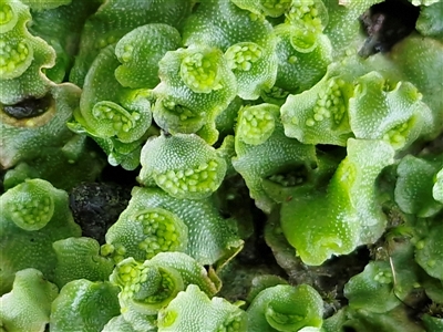 Unverified Moss, Liverwort or Hornwort at Robertson, NSW - 11 May 2025 by trevorpreston