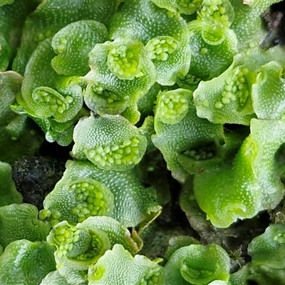 Unverified Moss, Liverwort or Hornwort at Robertson, NSW - Today by trevorpreston