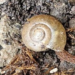 Unverified Snail or Slug (Gastropoda) at Robertson, NSW - Yesterday by trevorpreston