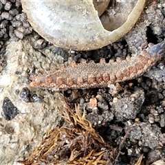 Unverified Velvet worm or Peripatus (Onychophora) at Robertson, NSW - Yesterday by trevorpreston