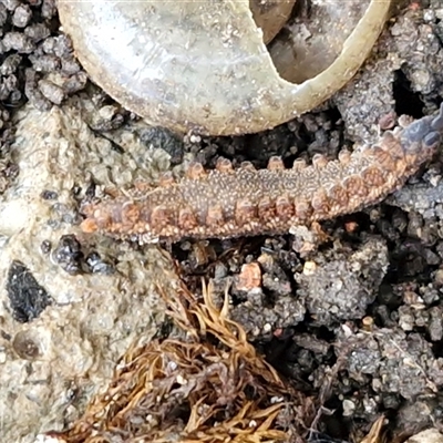 Unverified Velvet worm or Peripatus (Onychophora) at Robertson, NSW - Yesterday by trevorpreston