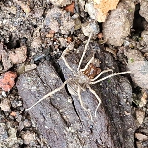 Opiliones (order) at Robertson, NSW - Today by trevorpreston