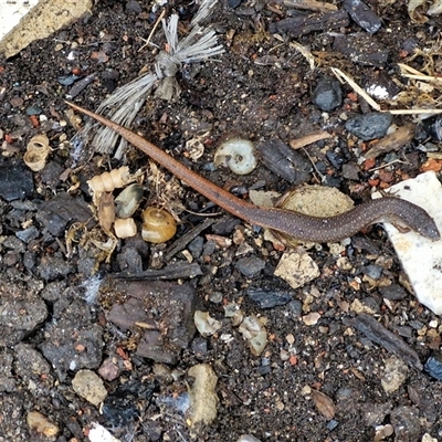 Saproscincus mustelinus (Weasel Skink) at Robertson, NSW - 11 May 2025 by trevorpreston