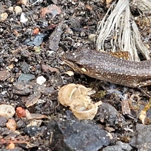 Saproscincus mustelinus at Robertson, NSW - 11 May 2025 01:50 PM