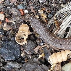Saproscincus mustelinus at Robertson, NSW - 11 May 2025 01:50 PM