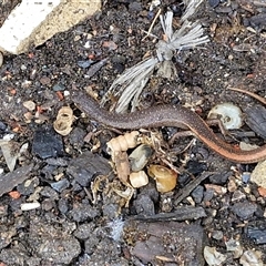 Saproscincus mustelinus at Robertson, NSW - 11 May 2025 01:50 PM