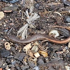 Saproscincus mustelinus at Robertson, NSW - 11 May 2025 01:50 PM