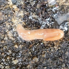 Australoplana alba (A flatworm) at Robertson, NSW - Yesterday by trevorpreston