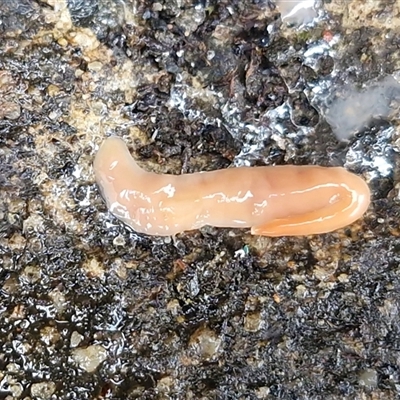 Australoplana alba (A flatworm) at Robertson, NSW - Yesterday by trevorpreston
