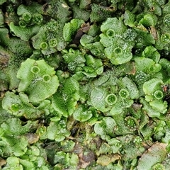 Unverified Moss, Liverwort or Hornwort at Robertson, NSW - Today by trevorpreston