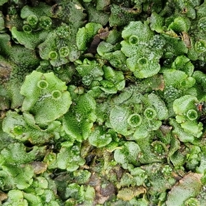 Unverified Moss, Liverwort or Hornwort at Robertson, NSW - Today by trevorpreston