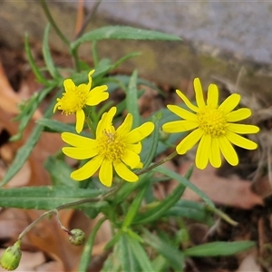 Senecio madagascariensis (Madagascan Fireweed, Fireweed) at Bowral, NSW - Today by trevorpreston
