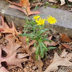 Senecio madagascariensis at Bowral, NSW - 11 May 2025 12:46 PM
