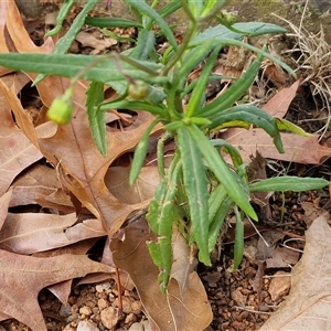 Senecio madagascariensis at Bowral, NSW - 11 May 2025 12:46 PM