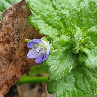 Veronica persica (Creeping Speedwell) at Mittagong, NSW - Yesterday by trevorpreston