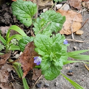 Veronica persica at Mittagong, NSW - 11 May 2025 11:39 AM