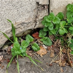Veronica persica at Mittagong, NSW - 11 May 2025 11:39 AM