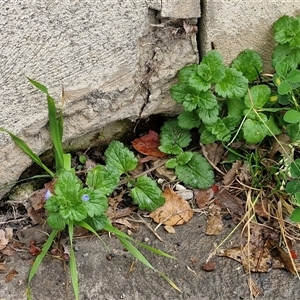 Veronica persica at Mittagong, NSW - 11 May 2025 11:39 AM