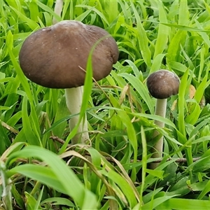 Oudemansiella gigaspora group at Bowral, NSW - Today by trevorpreston