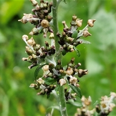 Gamochaeta sp. (Cudweed) at Bowral, NSW - Yesterday by trevorpreston