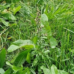 Gamochaeta sp. at Bowral, NSW - 11 May 2025 11:14 AM