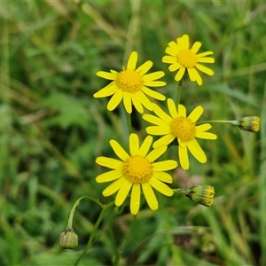 Senecio madagascariensis (Madagascan Fireweed, Fireweed) at Bowral, NSW - Today by trevorpreston