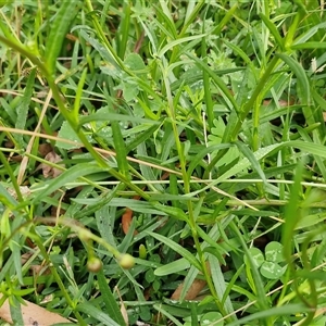 Senecio madagascariensis at Bowral, NSW - 11 May 2025 11:14 AM