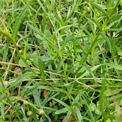 Senecio madagascariensis at Bowral, NSW - 11 May 2025 11:14 AM