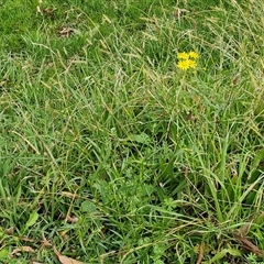 Senecio madagascariensis at Bowral, NSW - 11 May 2025 11:14 AM