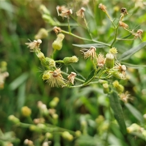 Senecio sp. at Bowral, NSW - Today by trevorpreston