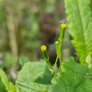 Senecio sp. at Bowral, NSW - Today by trevorpreston