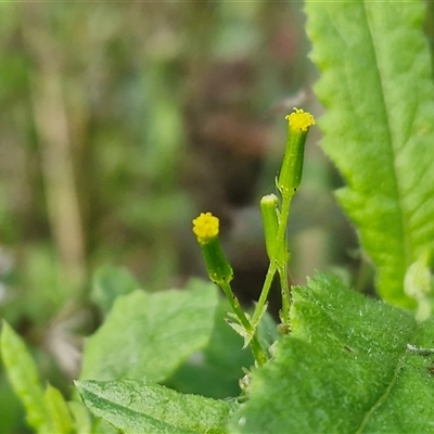 Senecio sp. at Bowral, NSW - Yesterday by trevorpreston
