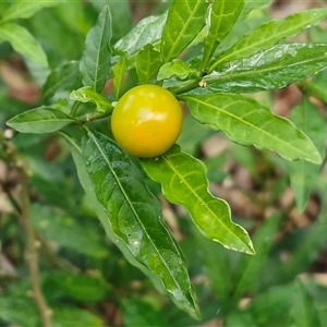Solanum aviculare at Bowral, NSW - Today by trevorpreston