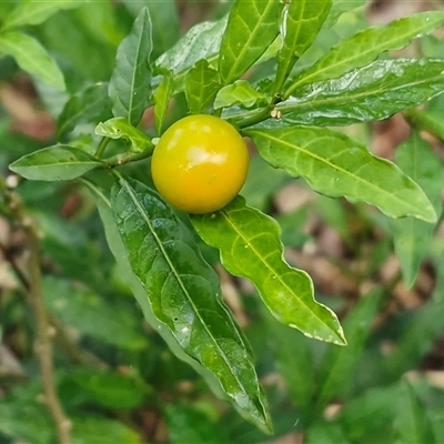 Solanum pseudocapsicum (Jerusalem Cherry, Madeira Cherry) at Bowral, NSW - Yesterday by trevorpreston