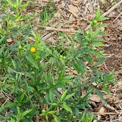 Solanum pseudocapsicum at Bowral, NSW - 11 May 2025 11:03 AM
