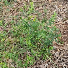 Solanum pseudocapsicum at Bowral, NSW - 11 May 2025 11:03 AM
