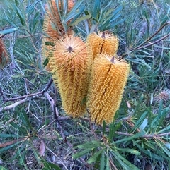 Banksia integrifolia subsp. integrifolia by pls047