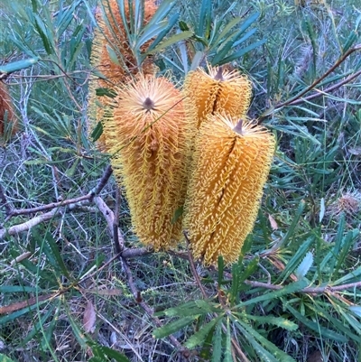 Banksia integrifolia subsp. integrifolia by pls047