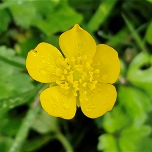 Unverified Other Wildflower or Herb at Bowral, NSW - Today by trevorpreston