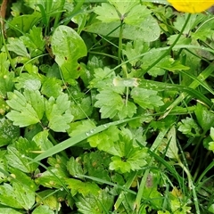 Ranunculus sp. at Bowral, NSW - 11 May 2025 11:01 AM