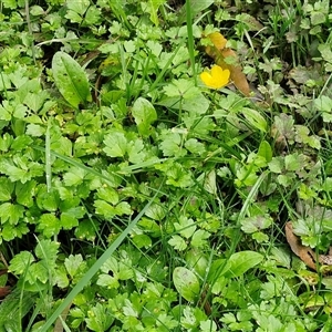 Ranunculus sp. at Bowral, NSW - 11 May 2025 11:01 AM